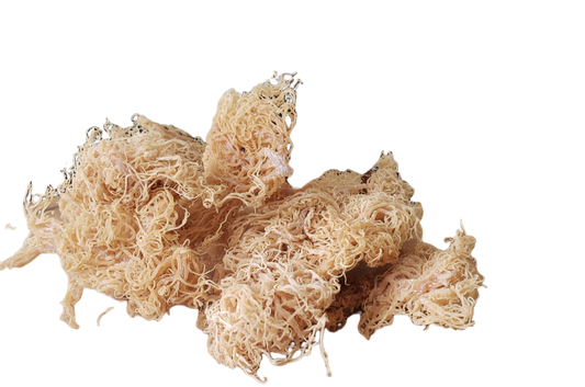 St. Lucian Sea Moss (Raw)